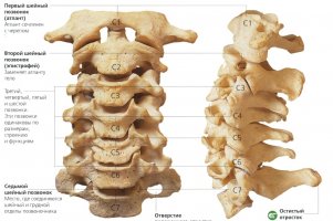 Хруст в шее: природа щелчков в верхнем отделе позвоночника